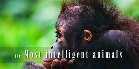 Do animals know humans are smart?